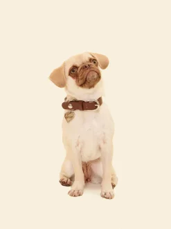 Dog Stud Collar - Brown