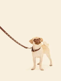 Dog Stud Collar - Brown
