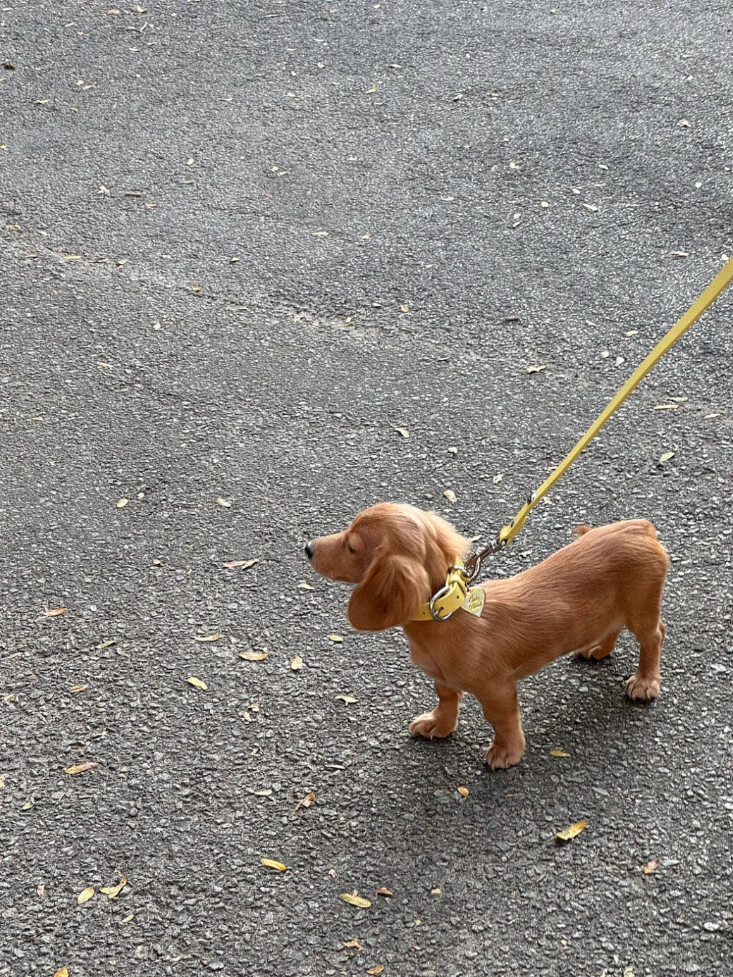 Dog Stud Collar - Butter