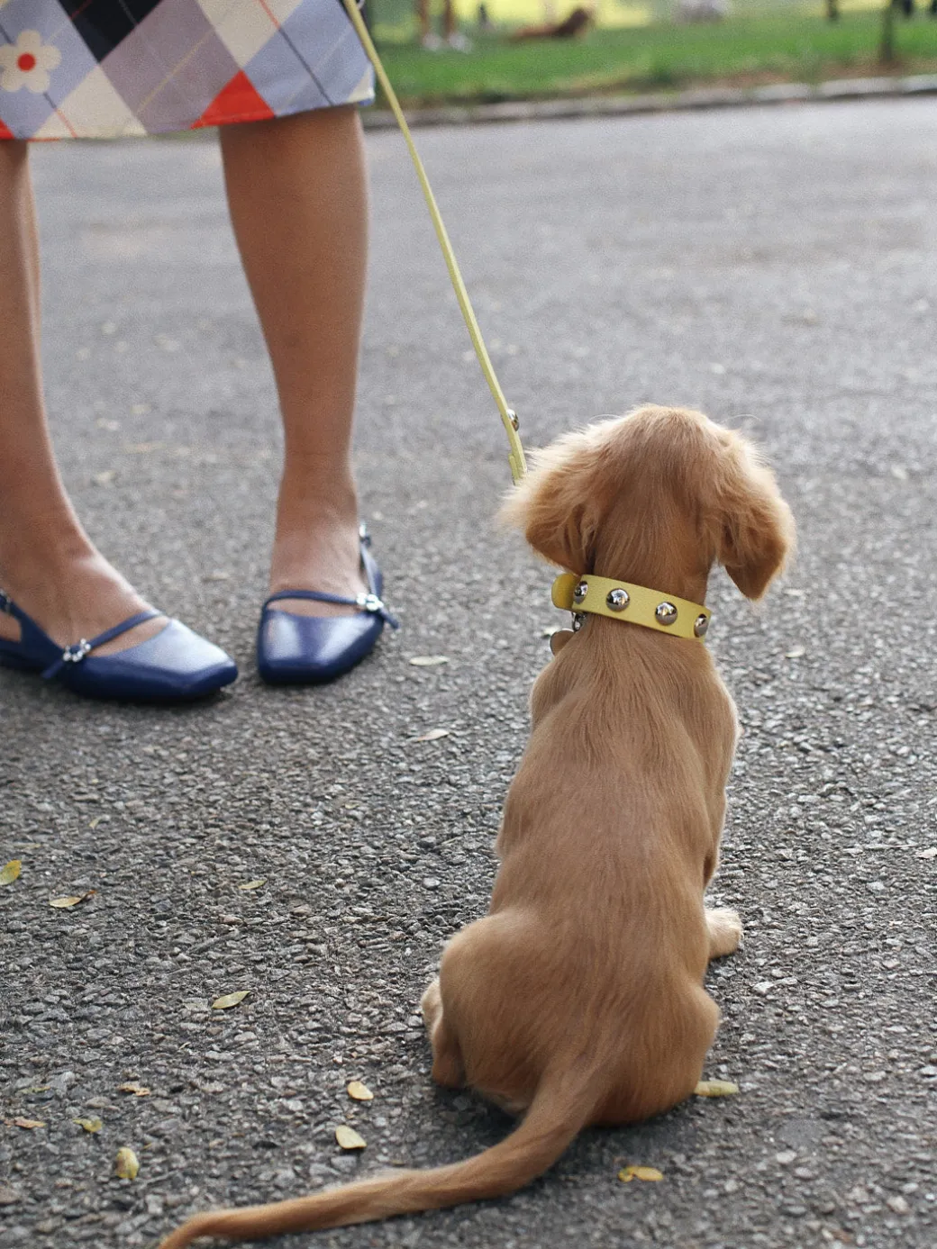 Dog Stud Collar - Butter