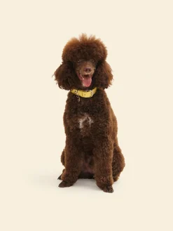 Dog Stud Collar - Butter