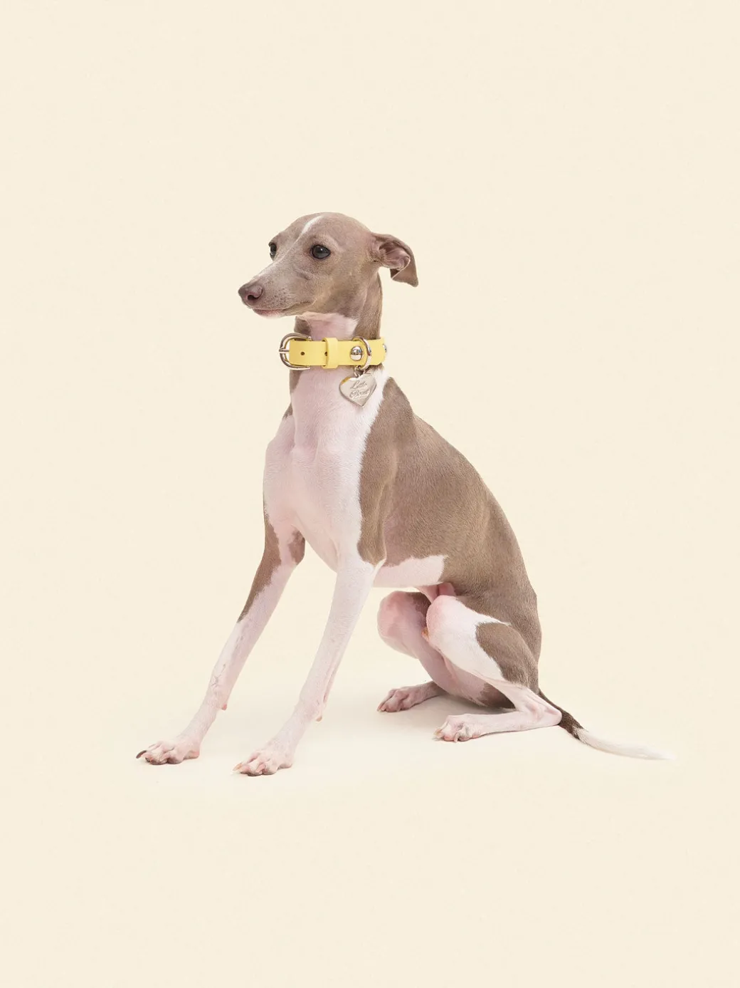 Dog Stud Collar - Butter