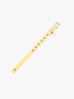 Dog Stud Collar - Butter