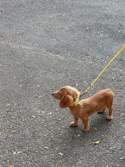 Dog Stud Leash - Butter