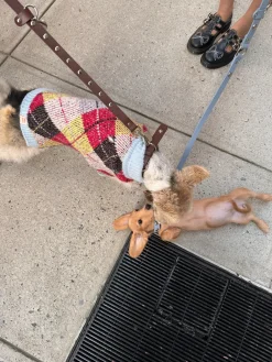 Dog Sweater - Cirque Argyle